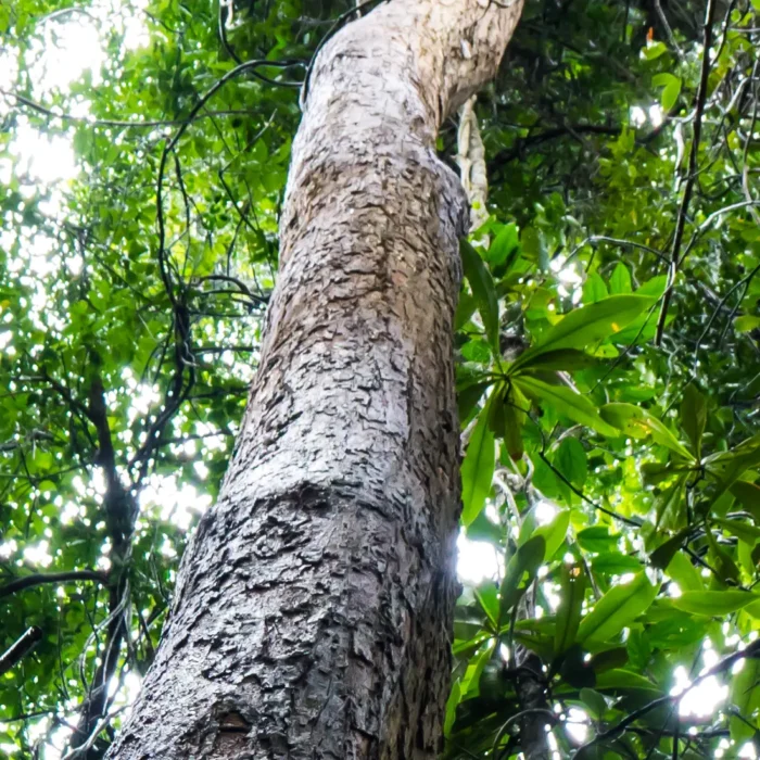 rzewo różane (Rosewood), z którego pozyskiwany jest olejek z liści, znany ze swoich właściwości uspokajających i regenerujących skórę.