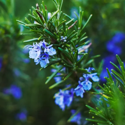 Gałązki rozmarynu (Rosmarinus cineolifera) z kwiatami, używane do produkcji olejku rozmarynowego o właściwościach stymulujących i wspomagających koncentrację.