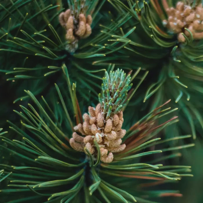 gałązki sosny zwyczajnej (Pinus sylvestris), z której pozyskiwany jest olejek sosnowy o właściwościach oczyszczających i wspomagających oddychanie.