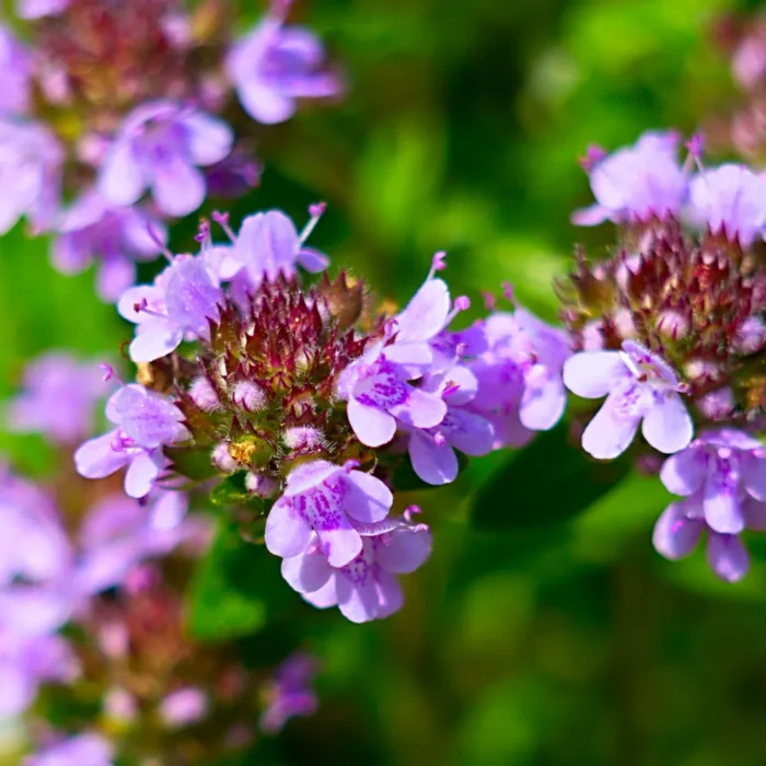 Kwitnące gałązki tymianku (Thymus vulgaris), używane do produkcji olejku tymiankowego o właściwościach antybakteryjnych i wzmacniających odporność.