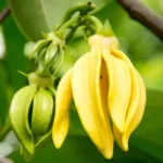 Zbliżenie na kwiat Ylang Ylang (Cananga odorata) używany do produkcji Olejku Ylangowego Complete, znanego z właściwości relaksujących i afrodyzjakalnych.