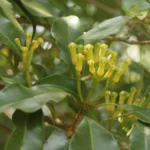 Pąki kwiatowe goździkowca korzennego (Eugenia caryophyllata) na gałęzi, używane do produkcji eterycznego olejku goździkowego.