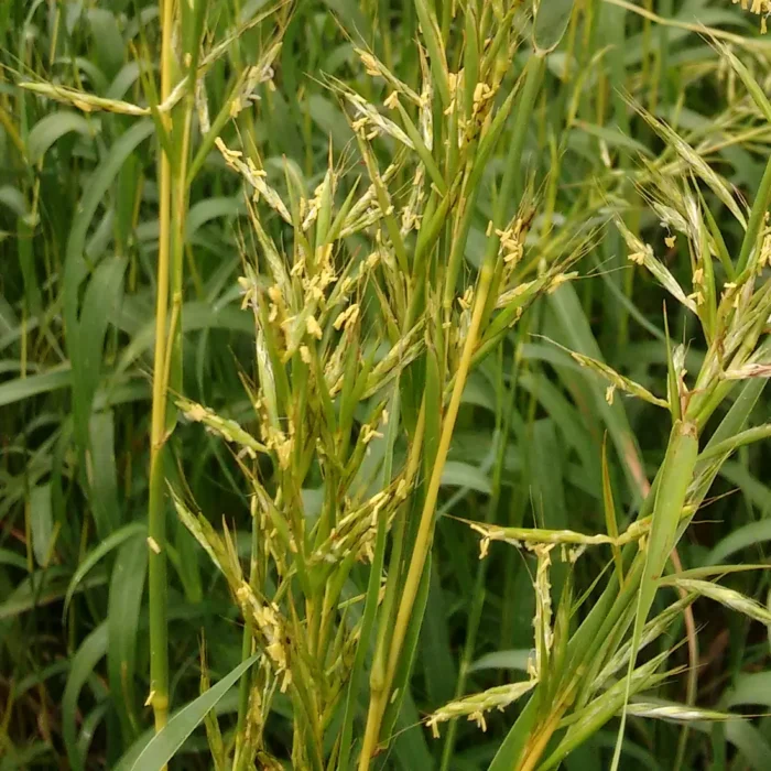 Naziemne części palczatki indyjskiej (Cymbopogon martini), z których pozyskiwany jest organiczny olejek palmarozowy.