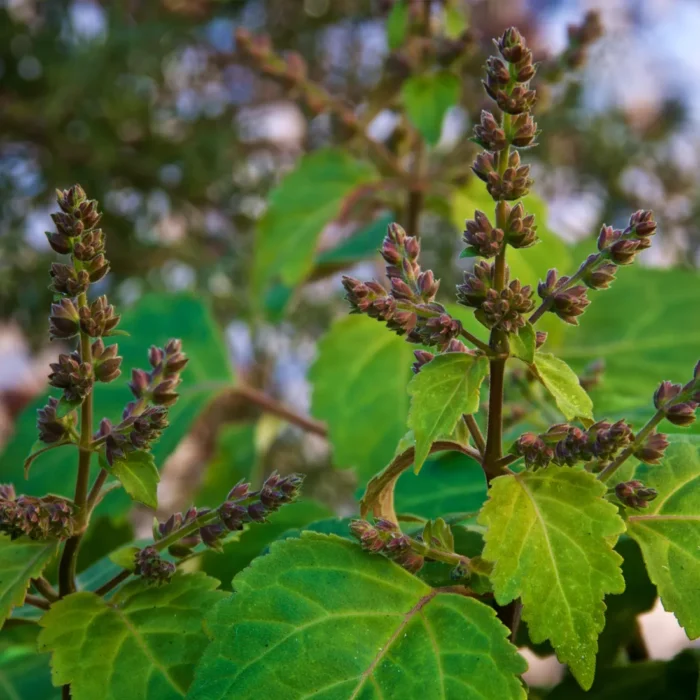 Kwitnąca roślina paczuli (Pogostemon cablin), używana w produkcji organicznego olejku paczulowego, stosowanego w aromaterapii i ziołolecznictwie.