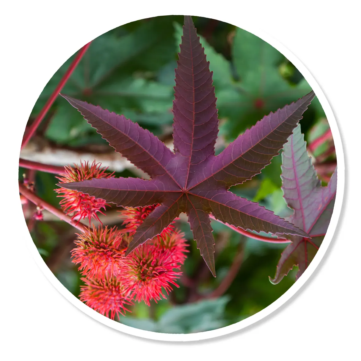 Ricinus Communis