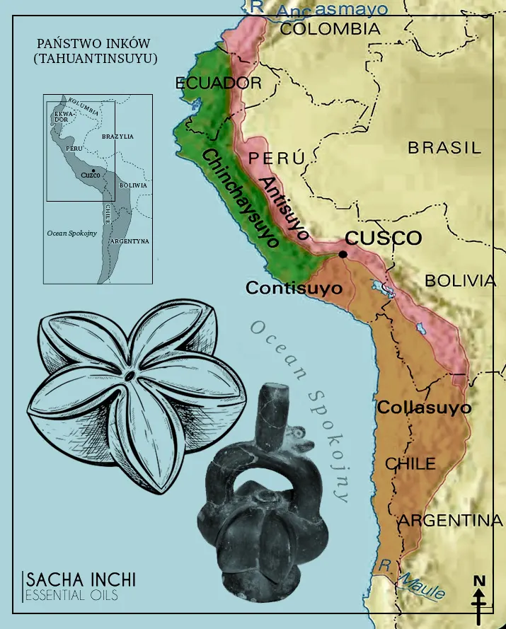 Mapa Tahuantinsuyu, czyli Państwa Inków, wskazująca obszary Antisuyo, Chinchaysuyo, Contisuyo i Collasuyo, z miejscem pochodzenia oleju Sacha Inchi, znanego również jako Plukenetia Volubilis Linnaeu, w regionie Peru. N mapce motyw rośliny jak i artefakt naczynia glinianego z motywem Plukenetia Volubilis datowany na wiek 3000 do 5000 tyś lat.