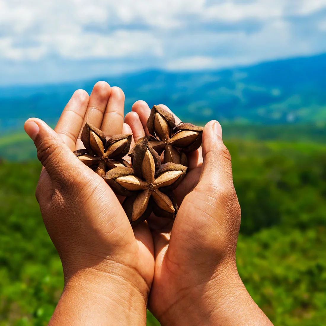 Nasiona Sacha Inchi trzymane w dłoniach plantatora z widokiem na wzgórza uprawne Plukenetia Volubilis