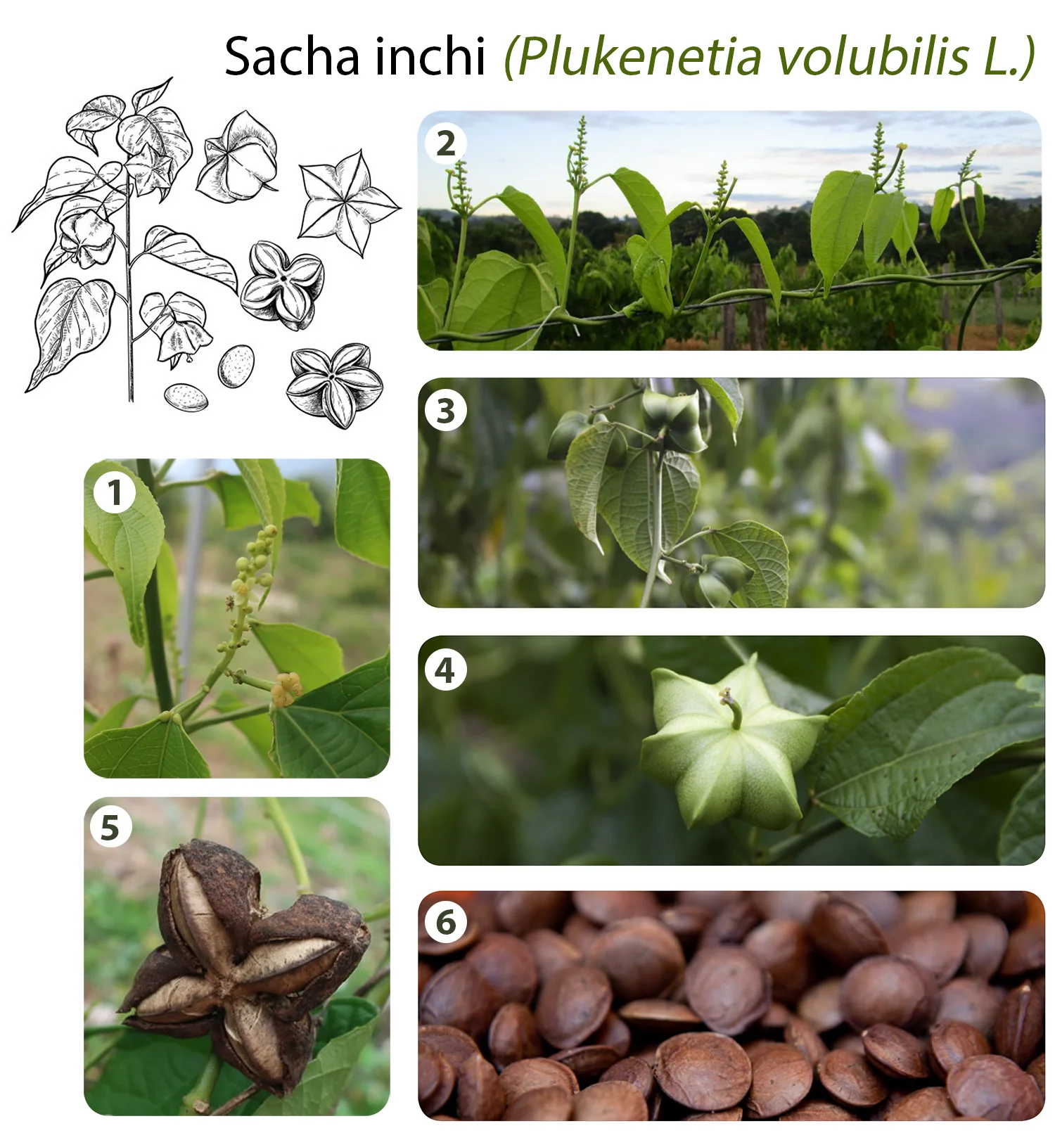 Infografika przedstawiająca etapy rozwoju rośliny Sacha Inchi (Plukenetia volubilis L.), od kwiatów do dojrzałych nasion. 1: Zielone liście i kwiatostany Sacha Inchi. 2: Rośliny Sacha Inchi uprawiane w polu. 3: Pąki kwiatowe z owocniami Sacha Inchi. 4: Zamknięty zielony owoc Sacha Inchi. 5: Otwarty owoc Sacha Inchi z widocznymi nasionami. 6: Suche, brązowe nasiona Sacha Inchi skupione. Edukacyjny obrazek botaniczny z dokładnymi oznaczeniami faz wzrostu, ważny dla nauki o roślinach i rolnictwa zrównoważonego.