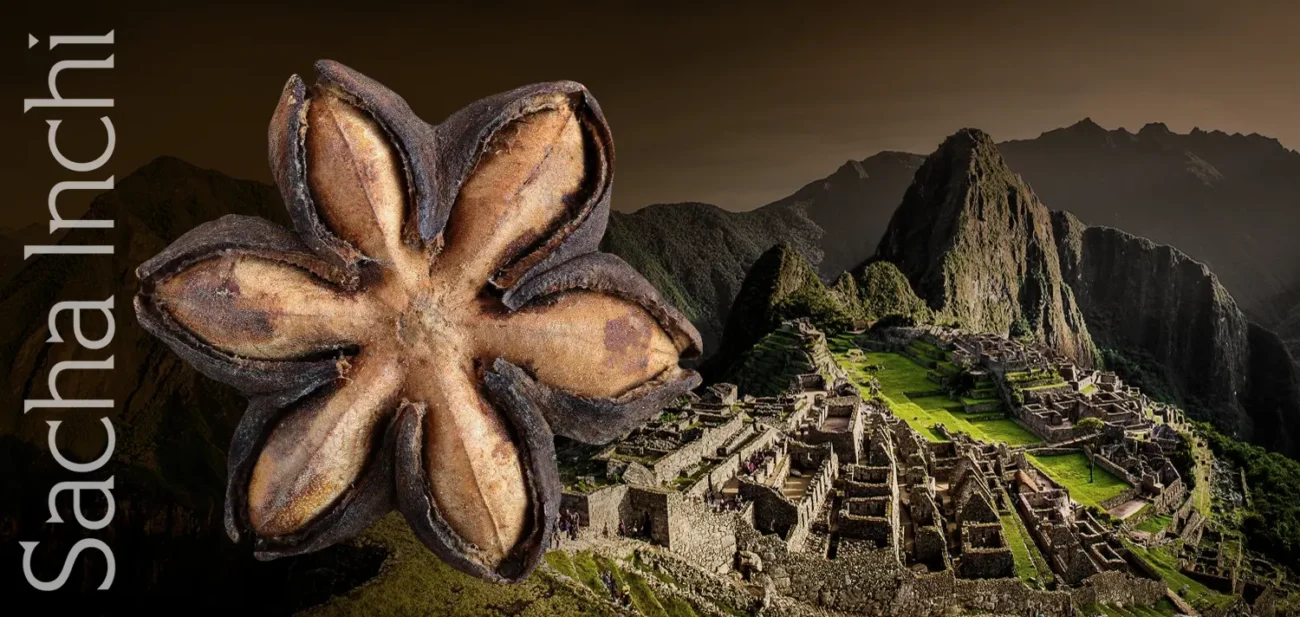 Zdjęcie przedstawiające starannie wybrany, dojrzały owoc sacha inchi, z łatwo rozpoznawalnym gwiaździstym kształtem, na tle majestatycznych ruin Machu Picchu w Peru, co podkreśla pochodzenie tej superżywności z andyjskich regionów Ameryki Południowej.
