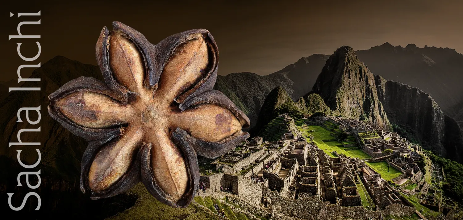 Zdjęcie przedstawiające starannie wybrany, dojrzały owoc sacha inchi, z łatwo rozpoznawalnym gwiaździstym kształtem, na tle majestatycznych ruin Machu Picchu w Peru, co podkreśla pochodzenie tej superżywności z andyjskich regionów Ameryki Południowej.