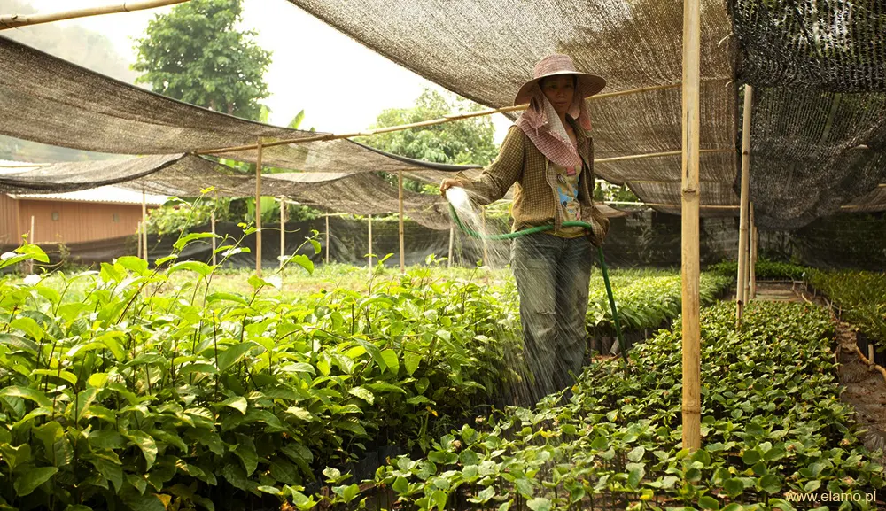 Pracownica rolna nawadniająca młode sadzonki Sacha Inchi w tropikalnej szkółce roślin na Tajwanie pod ochronnym zadaszeniem z siatki w słoneczny dzień, z widocznymi roślinami w tle