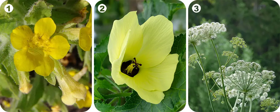 Trzy rośliny o zapachu piżma: kroplik, piżmian właściwy i arcydzięgiel