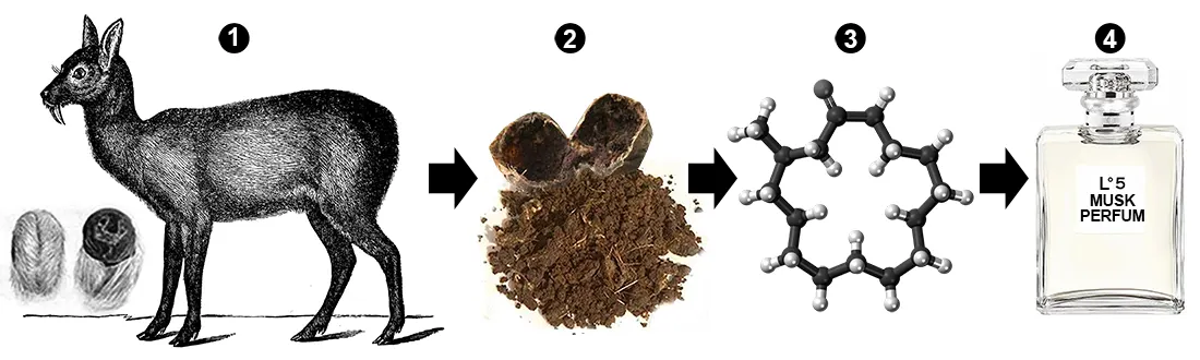 Proces tworzenia perfum piżmowych od jelenia piżmowego do buteleczki perfum