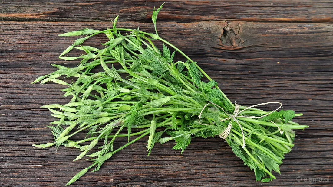 młode pędy chmielu związane w pęczek na drewnianej desce