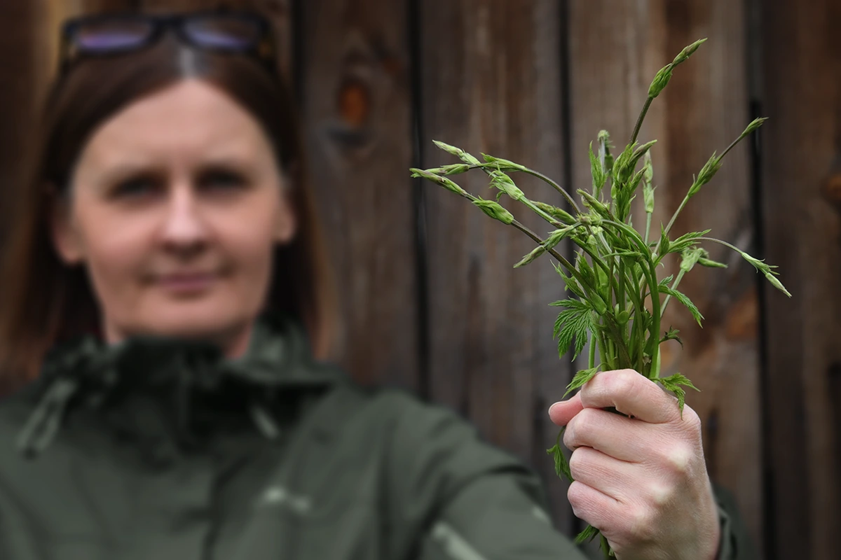 Kobieta trzymająca pęczek zielonych, młodych pędów dzikiego chmielu na tle drewnianej ściany