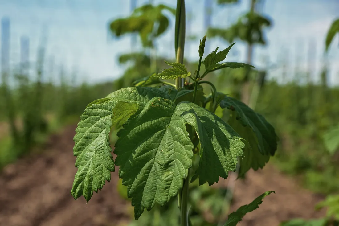 chmiel uprawiany na pędy i szyszki w przydomowym ogrodzie