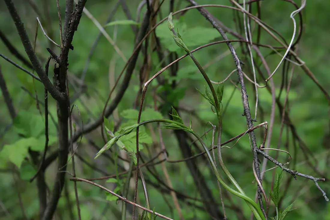 Pędy chmielu pnące się wokół suchych gałęzi w zielonym, leśnym środowisku.