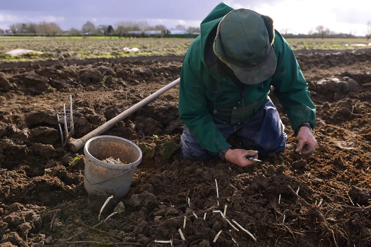 zbiór białych pędów chmielu na holenderskich polach uprawnych.