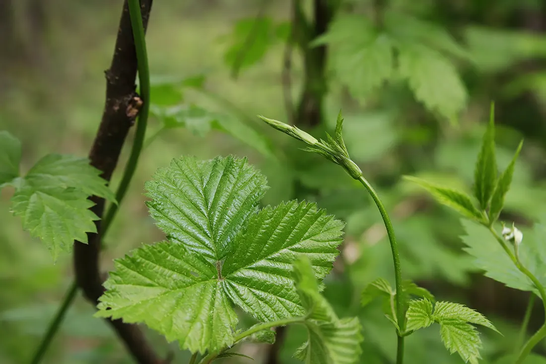Zielone, młode pędy chmielu rosnące w leśnym otoczeniu z wyraźnym, szczegółowym liściem na pierwszym planie.