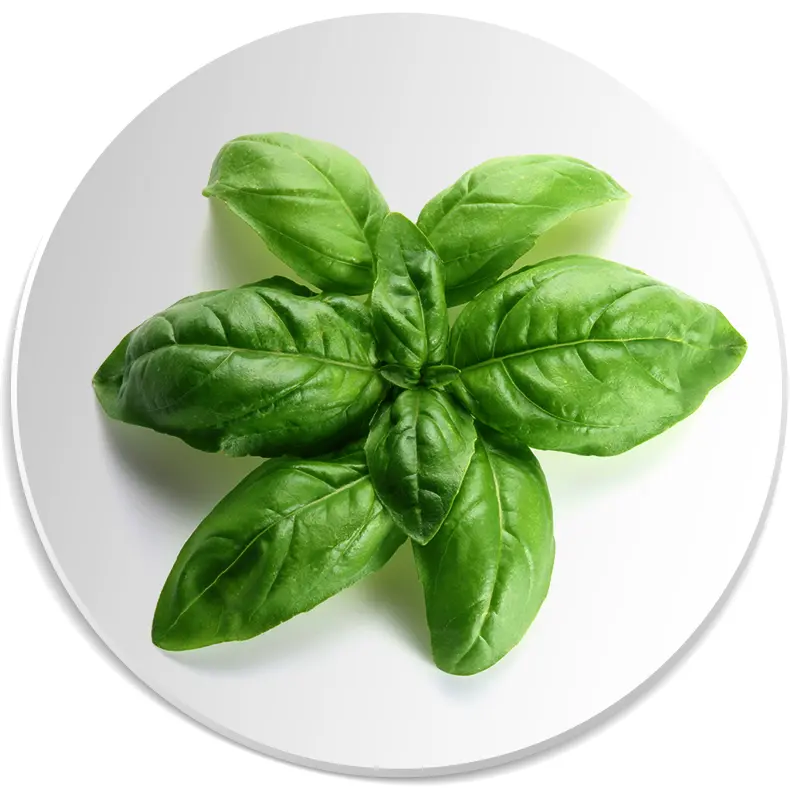 bazylia nuta zapachowa