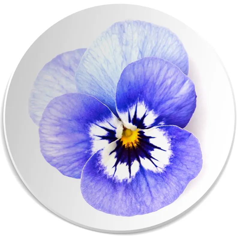 bratek nuta zapachowa