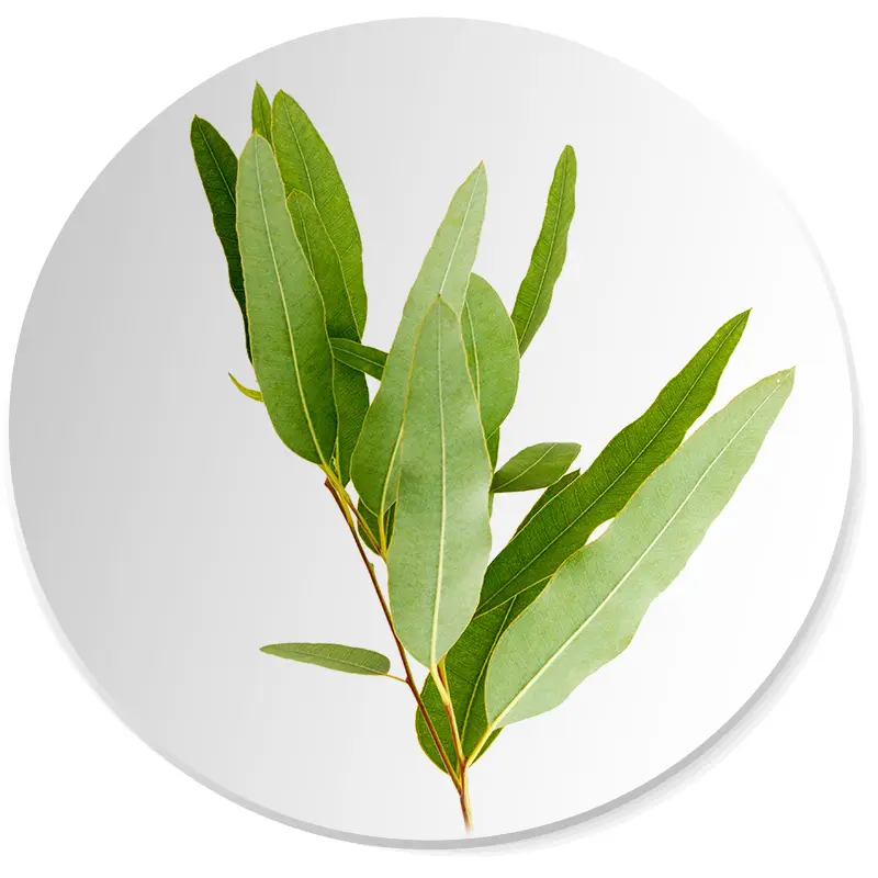 eukaliptus nuta zapachowa