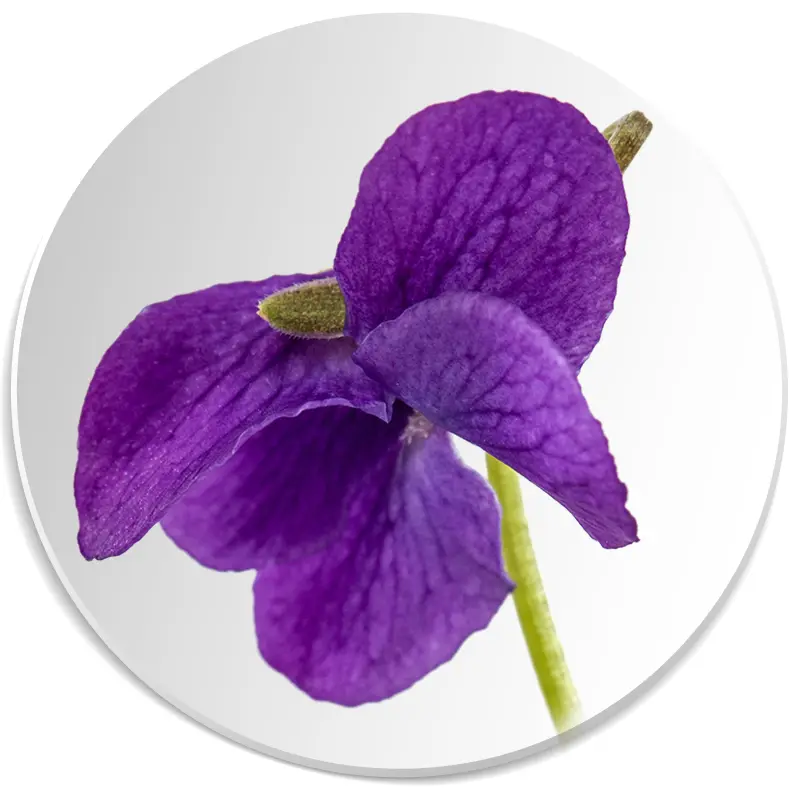 fiołek nuta zapachowa