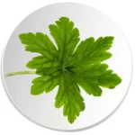 Zielony liść pelargonii na tle