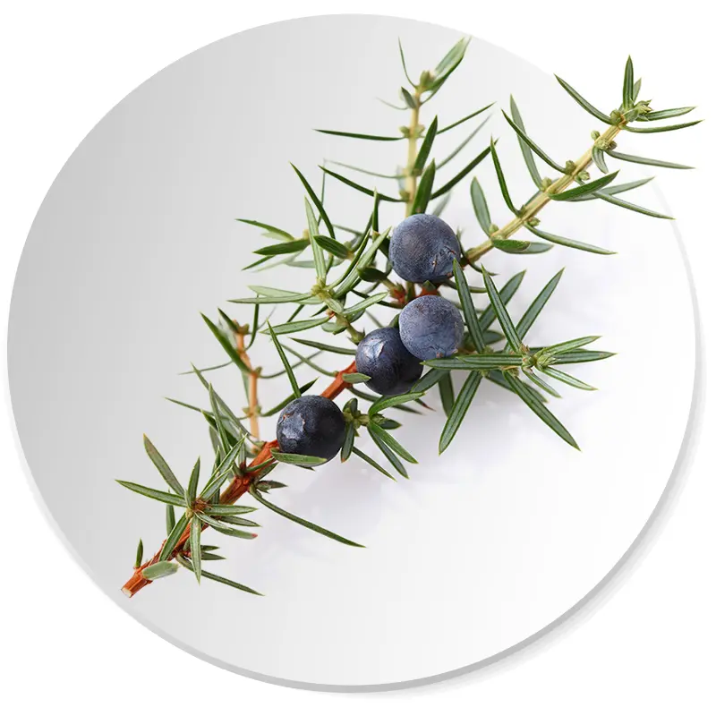 jałowiec nuta zapachowa