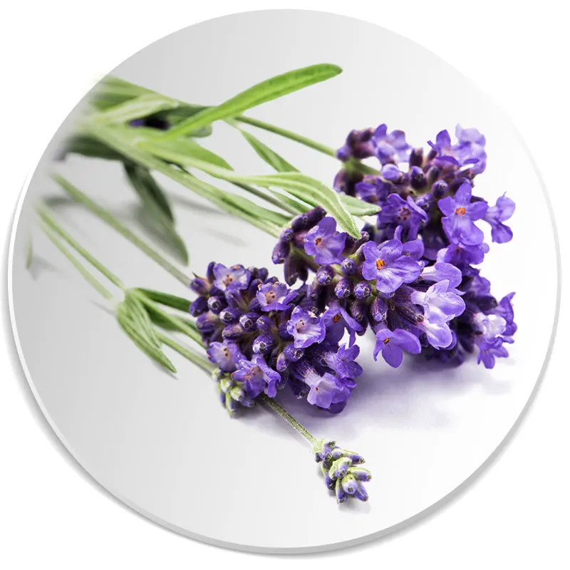 lawenda nuta zapachowa