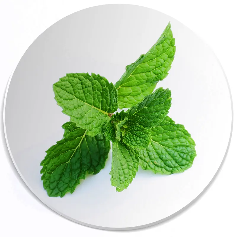 mięta nuta zapachowa