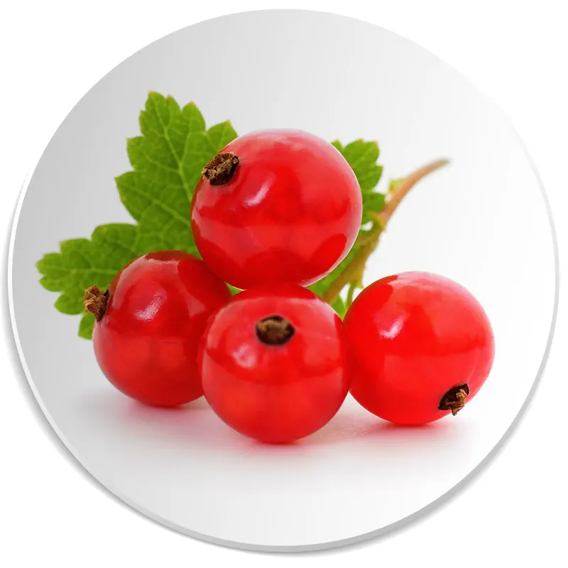 porzeczka nuta zapachowa