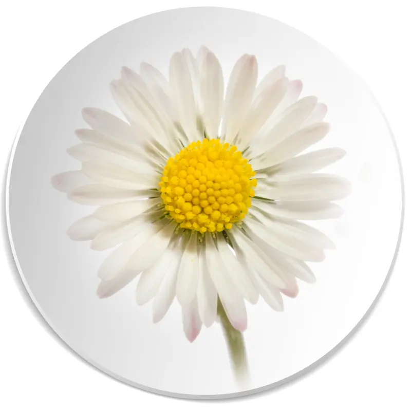 rumianek nuta zapachowa