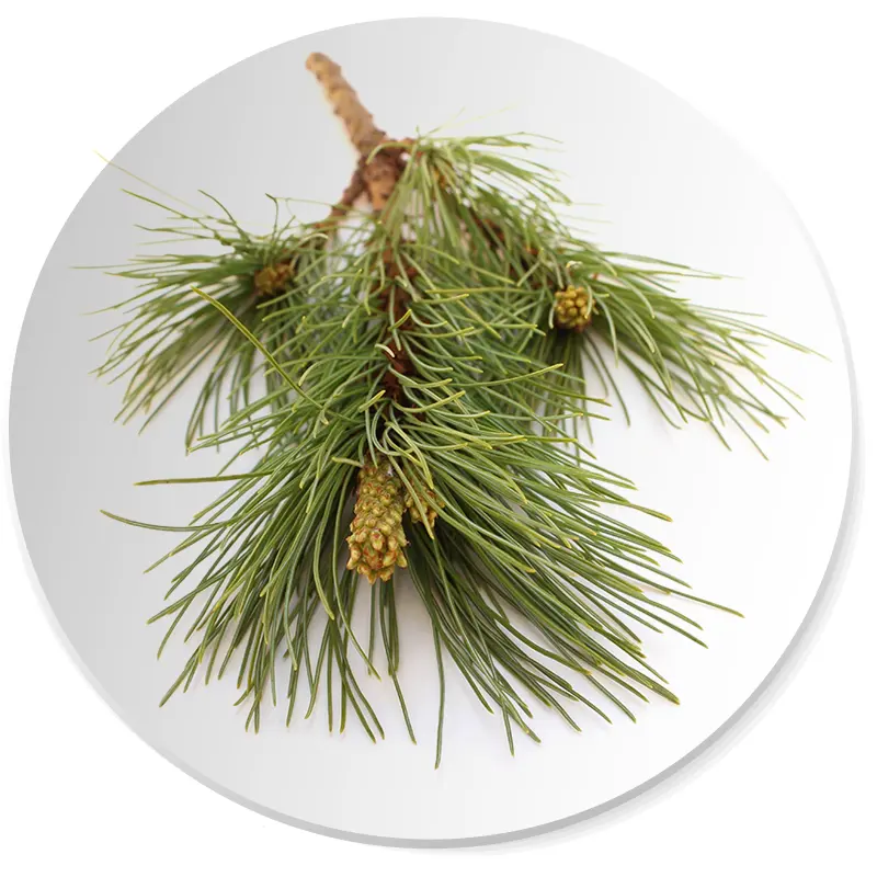 sosna nuta zapachowa