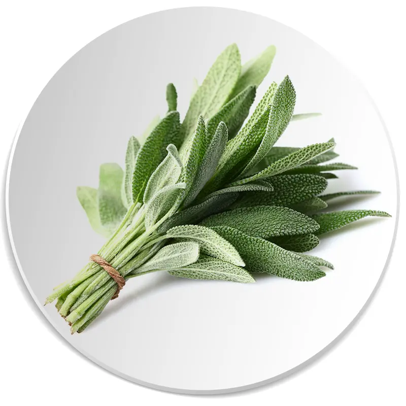 szałwia nuta zapachowa