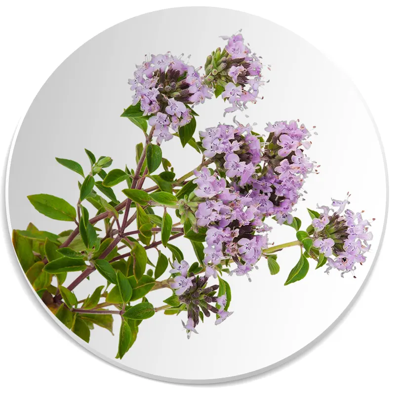 tymianek nuta zapachowa