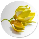 Żółty kwiat ylang-ylang na białym tle