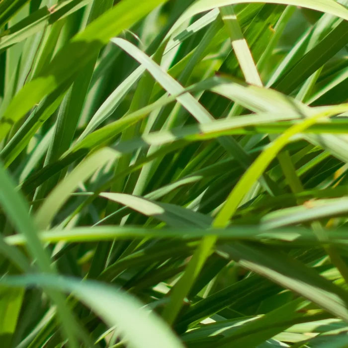 Cymbopogon winterianus