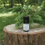 Olejek hinoki Florihana 15 ml na pniu; gałąź cyprysu japońskiego (Chamaecyparis obtusa) z łuskowatymi liśćmi, plener