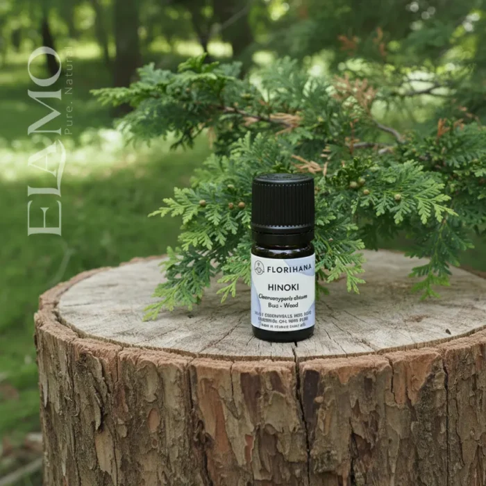 Olejek hinoki Florihana 15 ml na pniu; gałąź cyprysu japońskiego (Chamaecyparis obtusa) z łuskowatymi liśćmi, plener