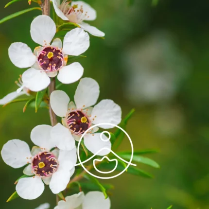 Kwiaty i liście manuka (Leptospermum scoparium) – źródło olejku eterycznego o właściwościach antybakteryjnych