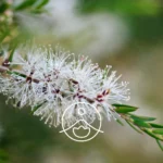 Kwitnące kwiaty drzewa kajeputowego Melaleuca cajuputii – główne źródło olejku kajeputowego