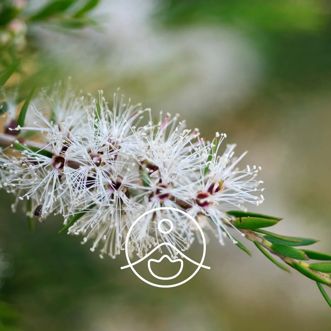 Kwitnące kwiaty drzewa kajeputowego Melaleuca cajuputii – główne źródło olejku kajeputowego