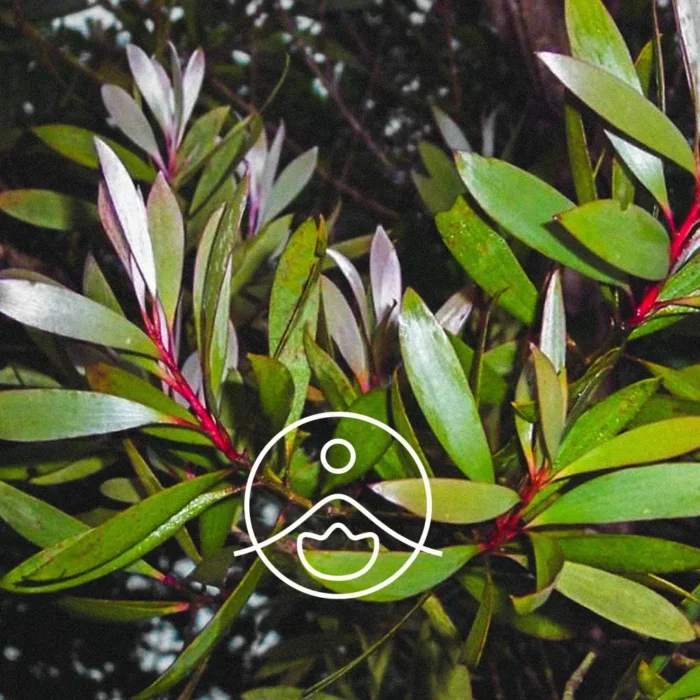 BIO Olejek Niaouli (Melaleuca quinquenervia) | Florihana - obrazek 2