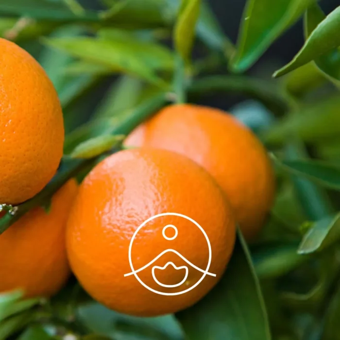 Dojrzałe mandarynki na drzewie Citrus reticulata – naturalne źródło olejku eterycznego Florihana