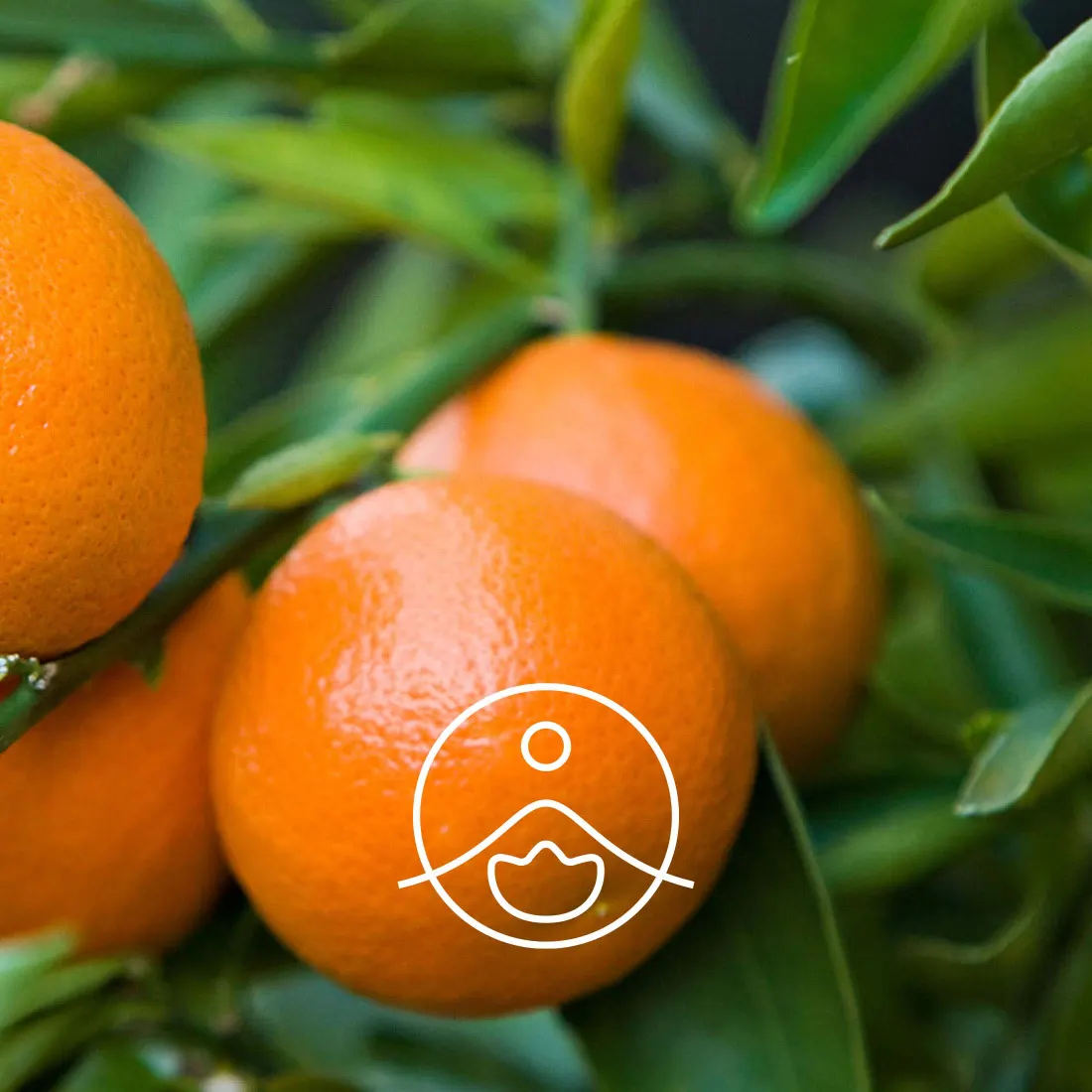 Dojrzałe mandarynki na drzewie Citrus reticulata – naturalne źródło olejku eterycznego Florihana