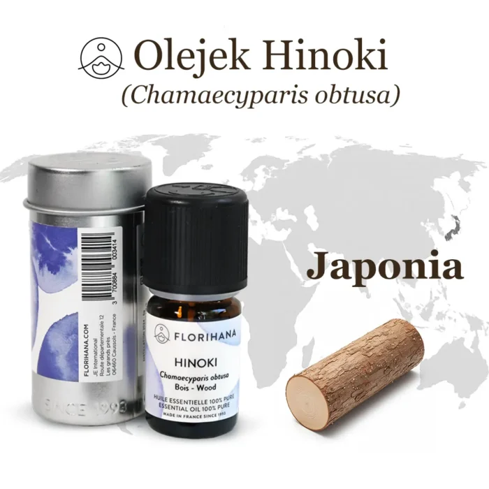 Olejek eteryczny hinoki – z Japonii pozyskiwany surowiec poprzez destylację parową drewna