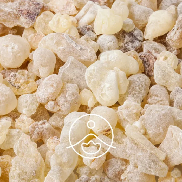 Naturalna żywica Copaiba (Copaifera officinalis) w formie jasnych kawałków, używana do produkcji olejku eterycznego