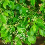 Cinnamomum camphora ct. cineole