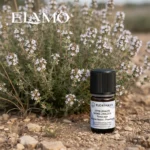 Butelka Florihana przy kwitnącym Thymus zygis – naturalne siedlisko, białe kwiaty